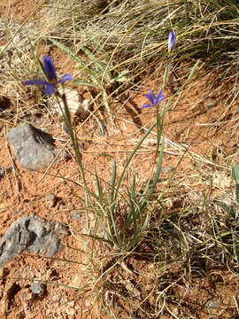 Image of bigroot blue-eyed grass