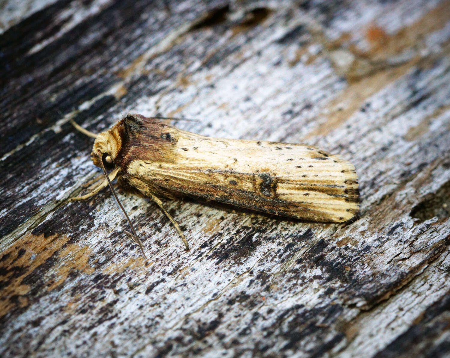 Image de noctuelle putride