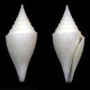 Image of Conus beatrix Tenorio, Poppe & Tagaro 2007