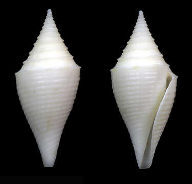 Image of Conus beatrix Tenorio, Poppe & Tagaro 2007