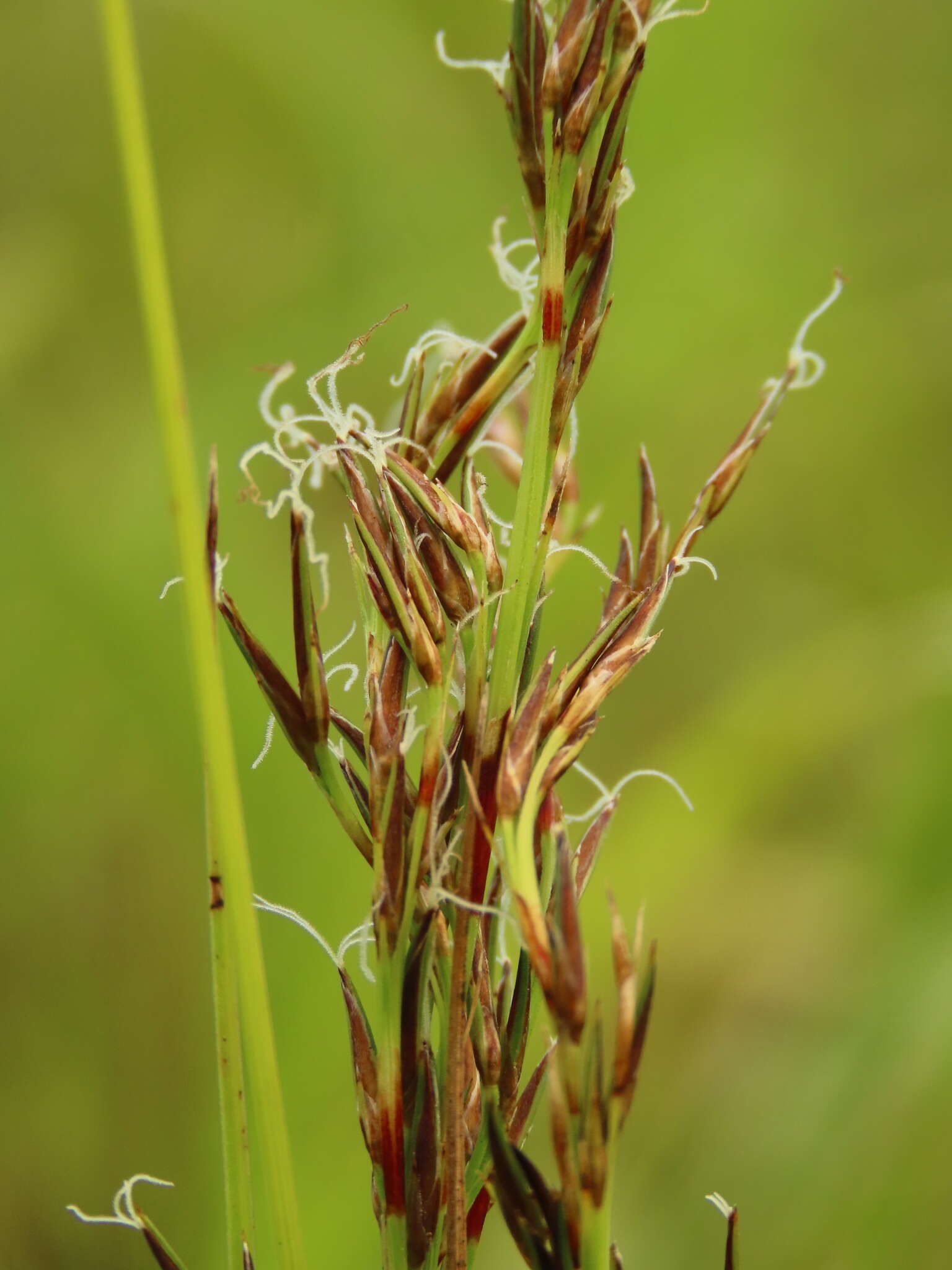 Image of Schoenus falcatus R. Br.