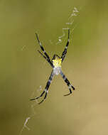 Image of Garden spider