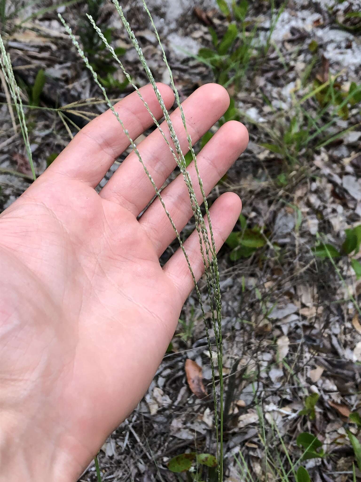 Image of Caribbean crabgrass