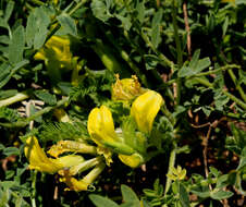 Image of Astragalus pinetorum Boiss.