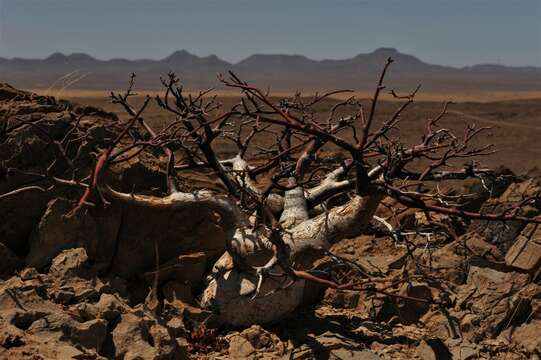 Plancia ëd Commiphora saxicola Engl.