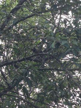 Image of Black-pencilled Marmoset