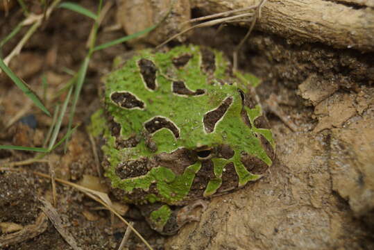 Image de Ceratophrys calcarata Boulenger 1890