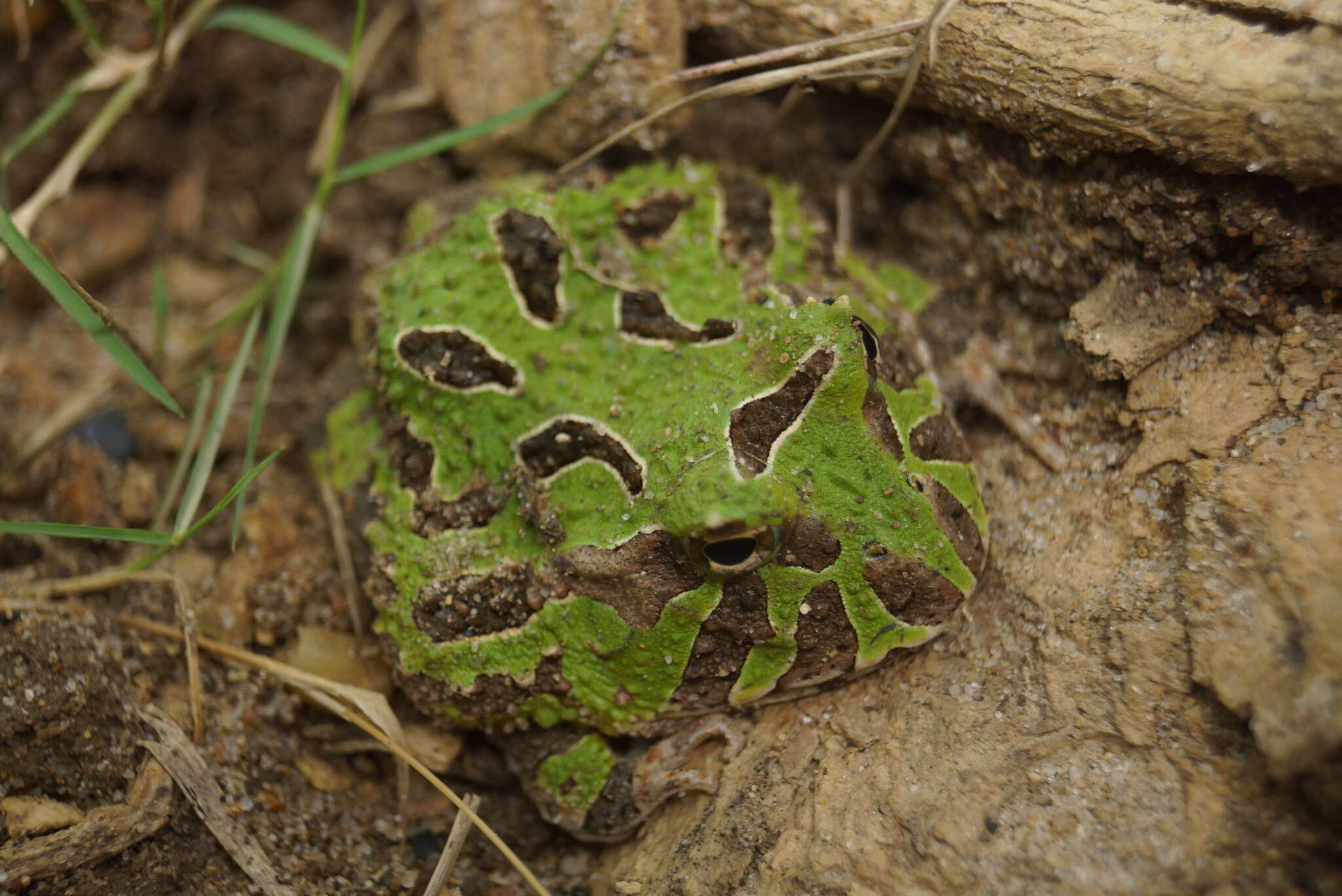 Imagem de Ceratophrys calcarata Boulenger 1890