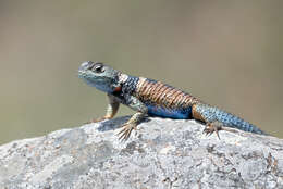 Sceloporus mucronatus Cope 1885 resmi