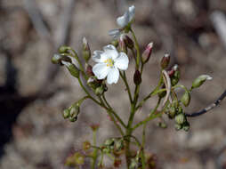 صورة Drosera stolonifera subsp. humilis (Planch.) N. Marchant