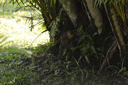 Image of Common Tree Shrew