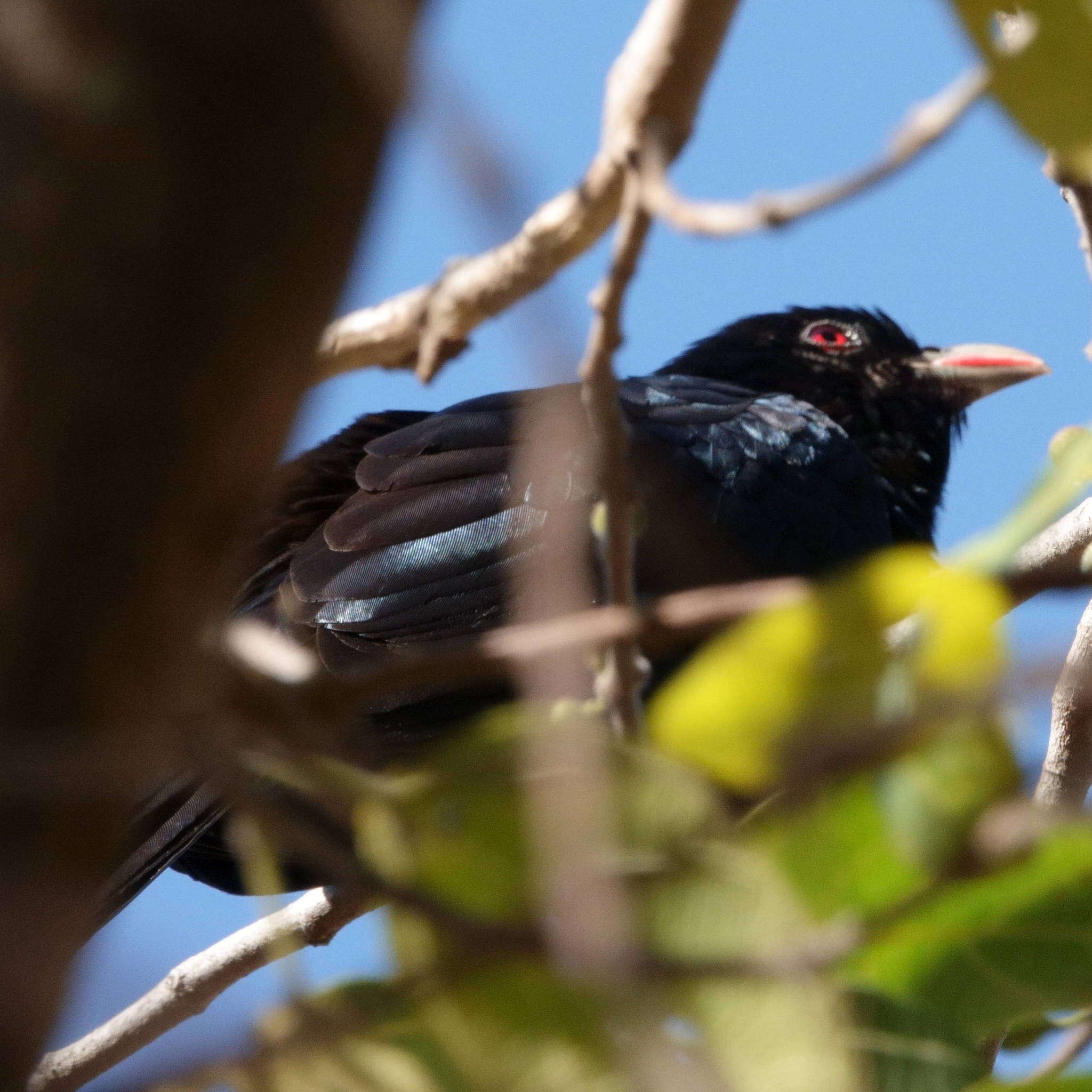 Image of Black-billed Koel