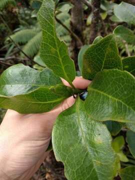 Image of Hawai'i holly