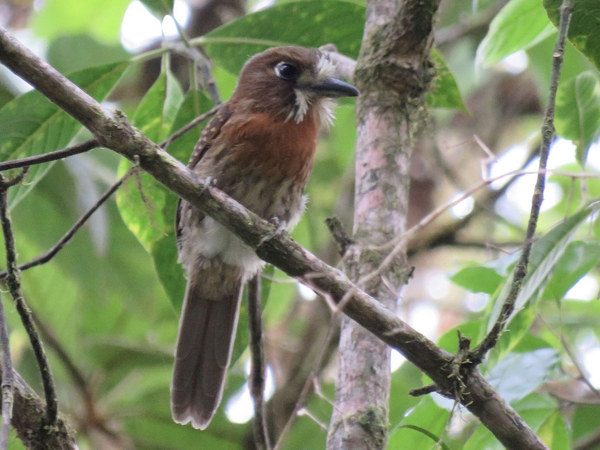 Image of Moustached Puffbird