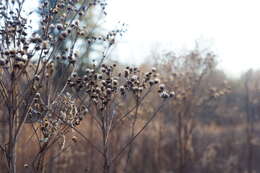 Image of New York ironweed