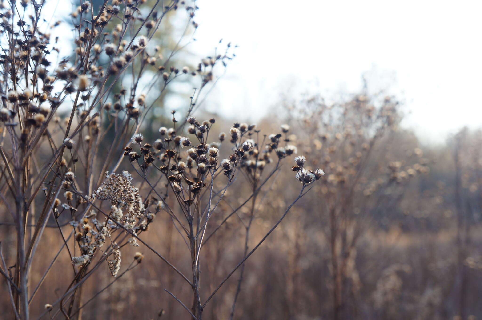 Image of New York ironweed