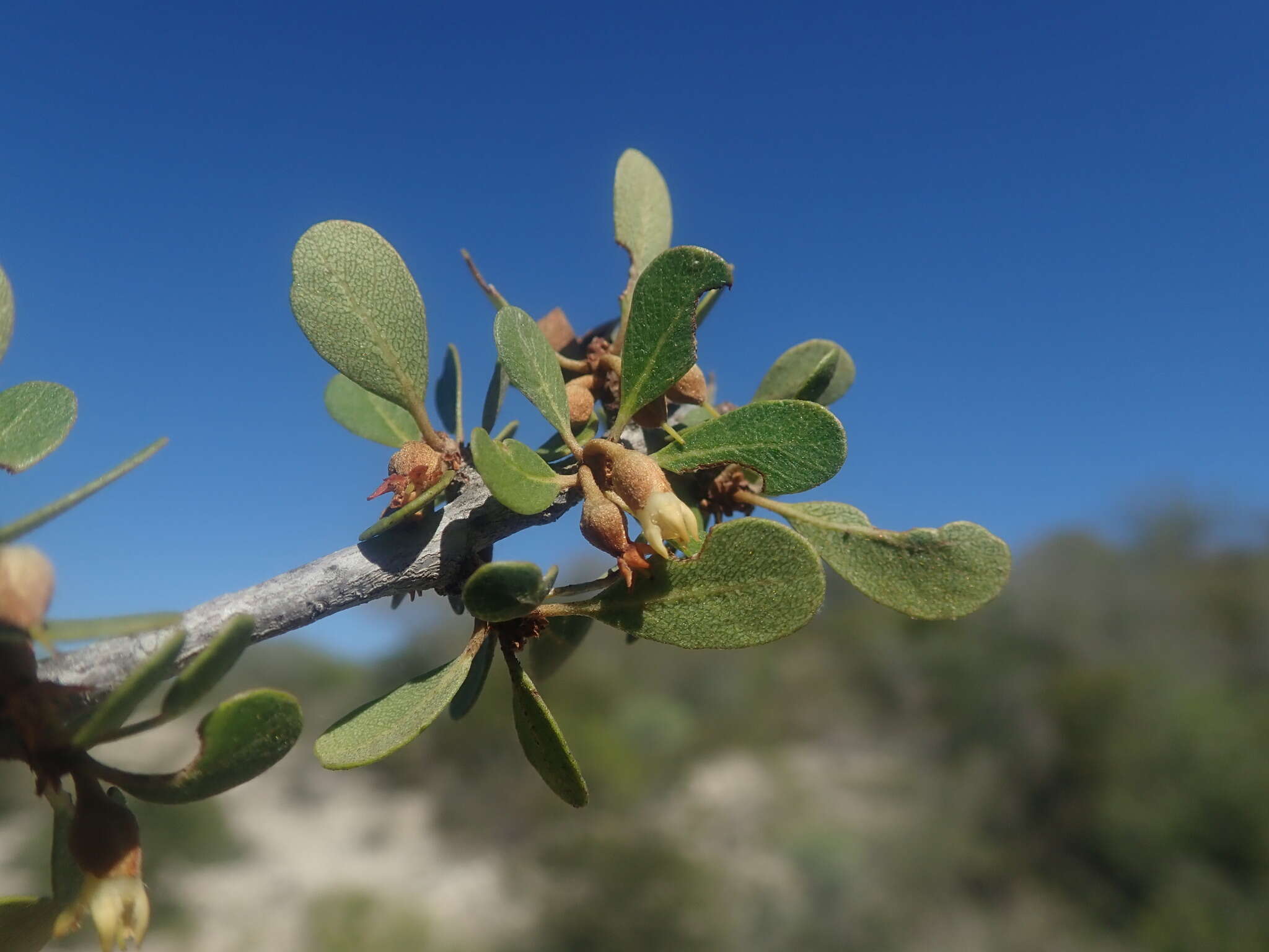 Image of Capurodendron androyense Aubrév.