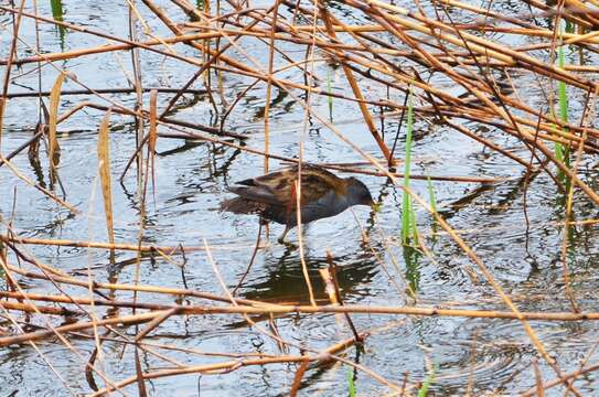 Image of Little Crake