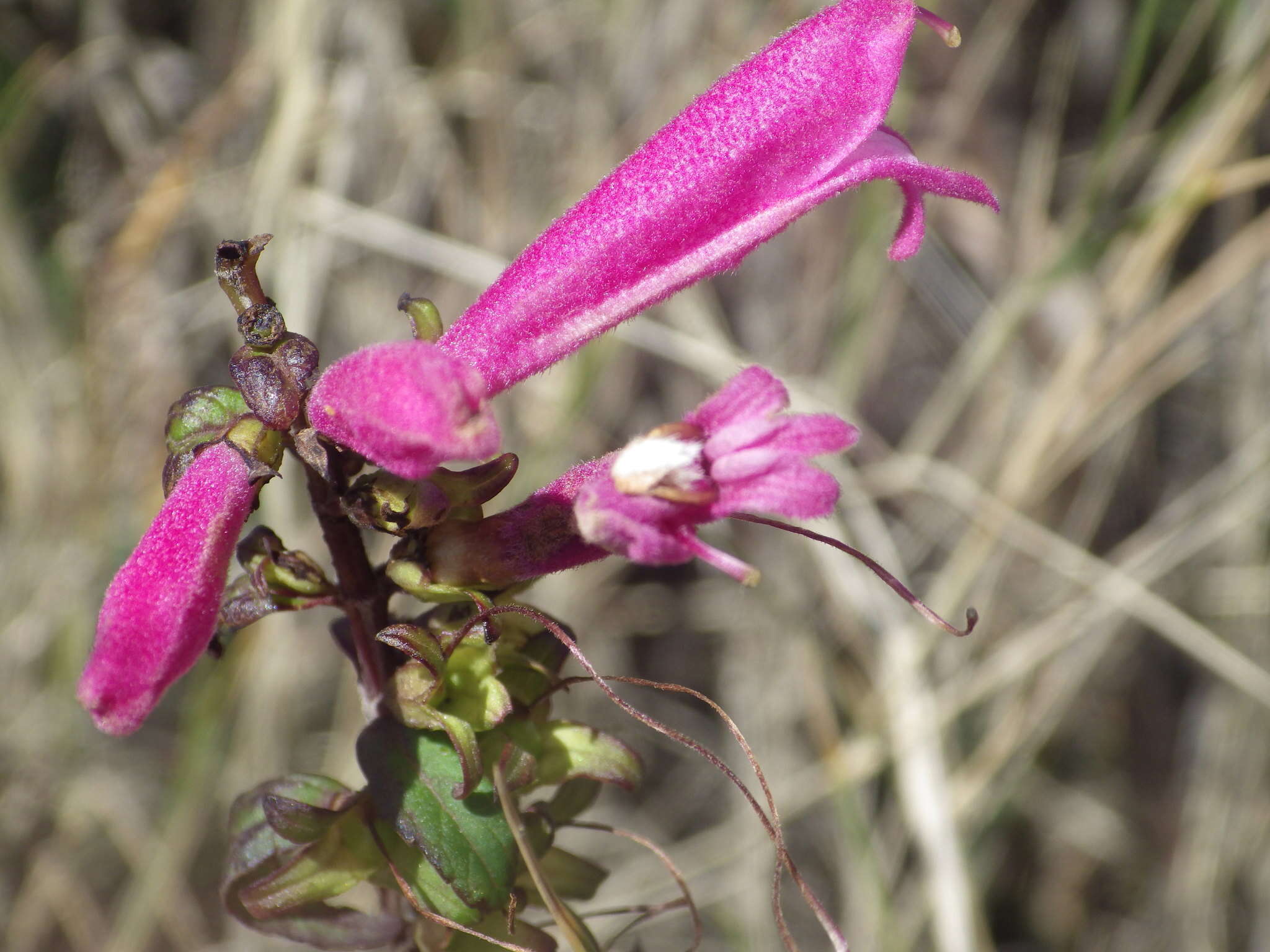 Image of Lamourouxia virgata Kunth