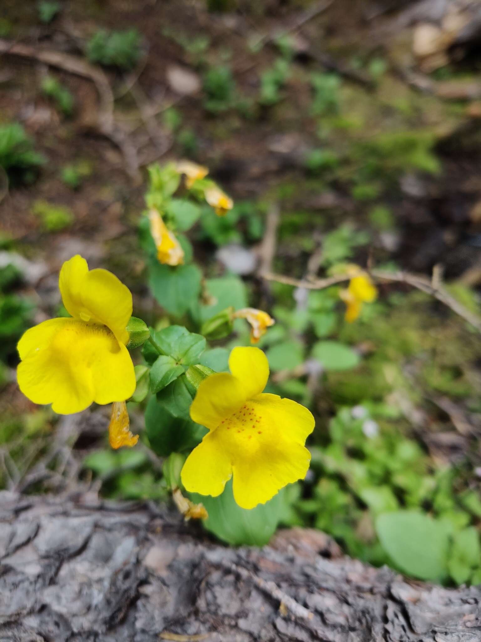 Plancia ëd Erythranthe decora (A. L. Grant) G. L. Nesom