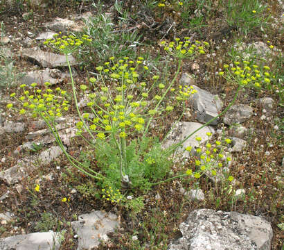 Image of Zosima absinthifolia (Vent.) Link