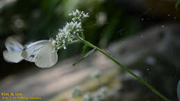 Image of Pieris melete Ménétriès 1857