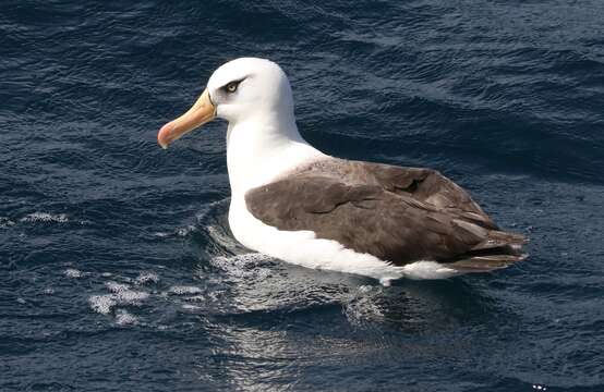 Image of Thalassarche melanophris impavida