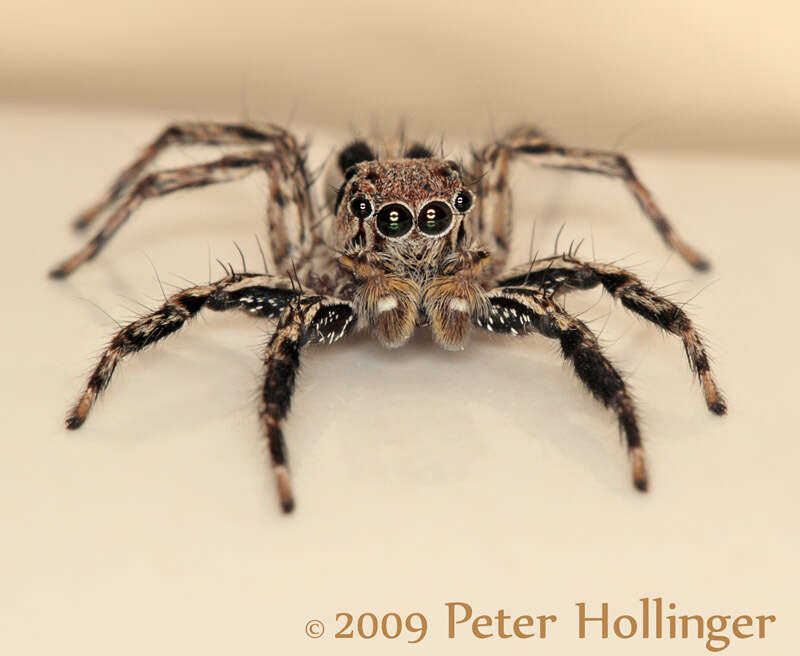 Image of Jumping spider