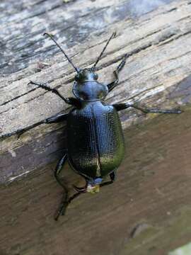 Image of Calosoma (Calosoma) inquisitor (Linnaeus 1758)