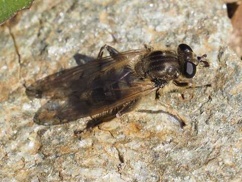 صورة Chalcosyrphus eunotus (Loew 1873)