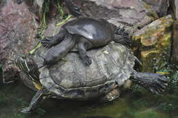 Image of Burmese Flapshell Turtle