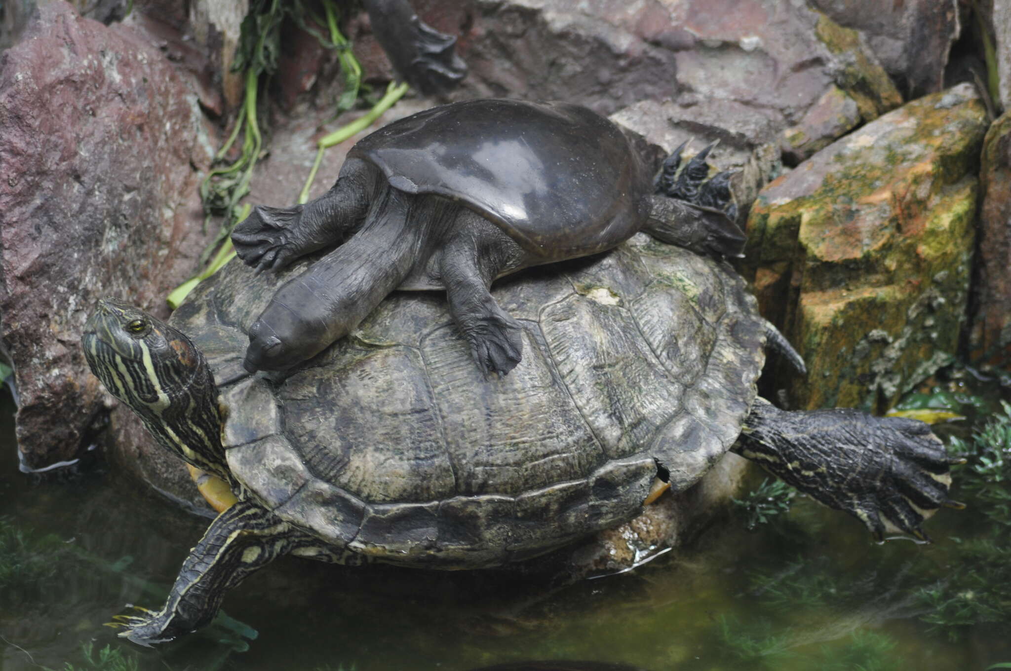 Image of Burmese Flapshell Turtle