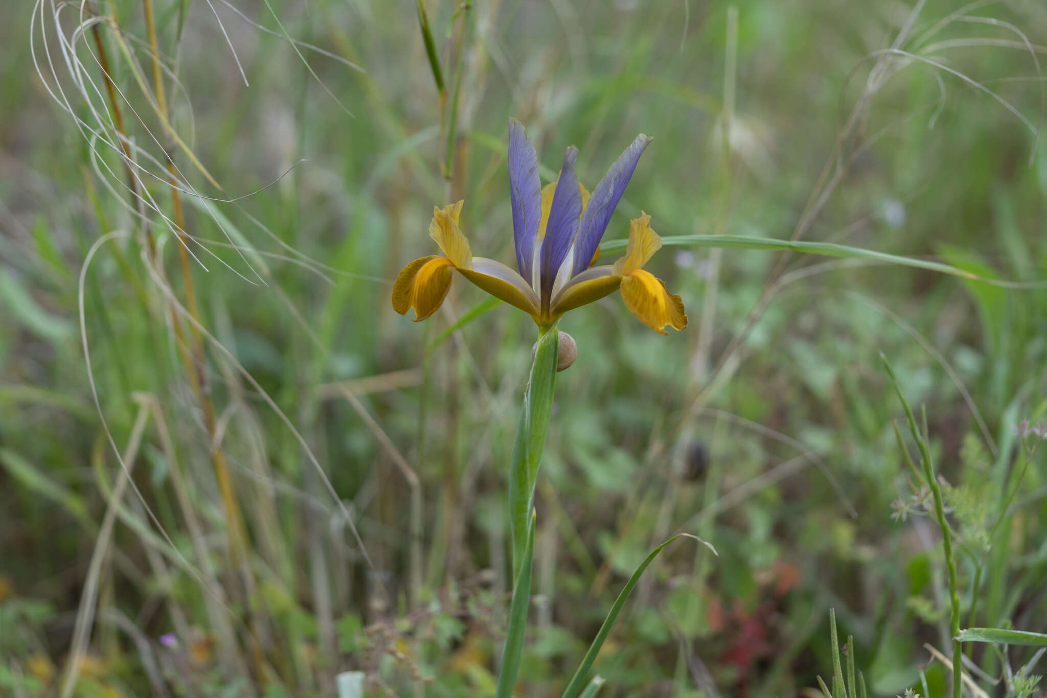 Image of Iris hollandica H. R. Wehrh.