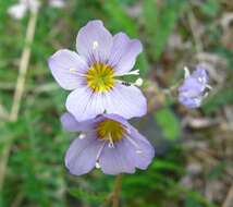 Image of Jacob's-ladder