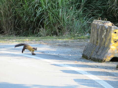 Image of Formosan yellow-throated marten