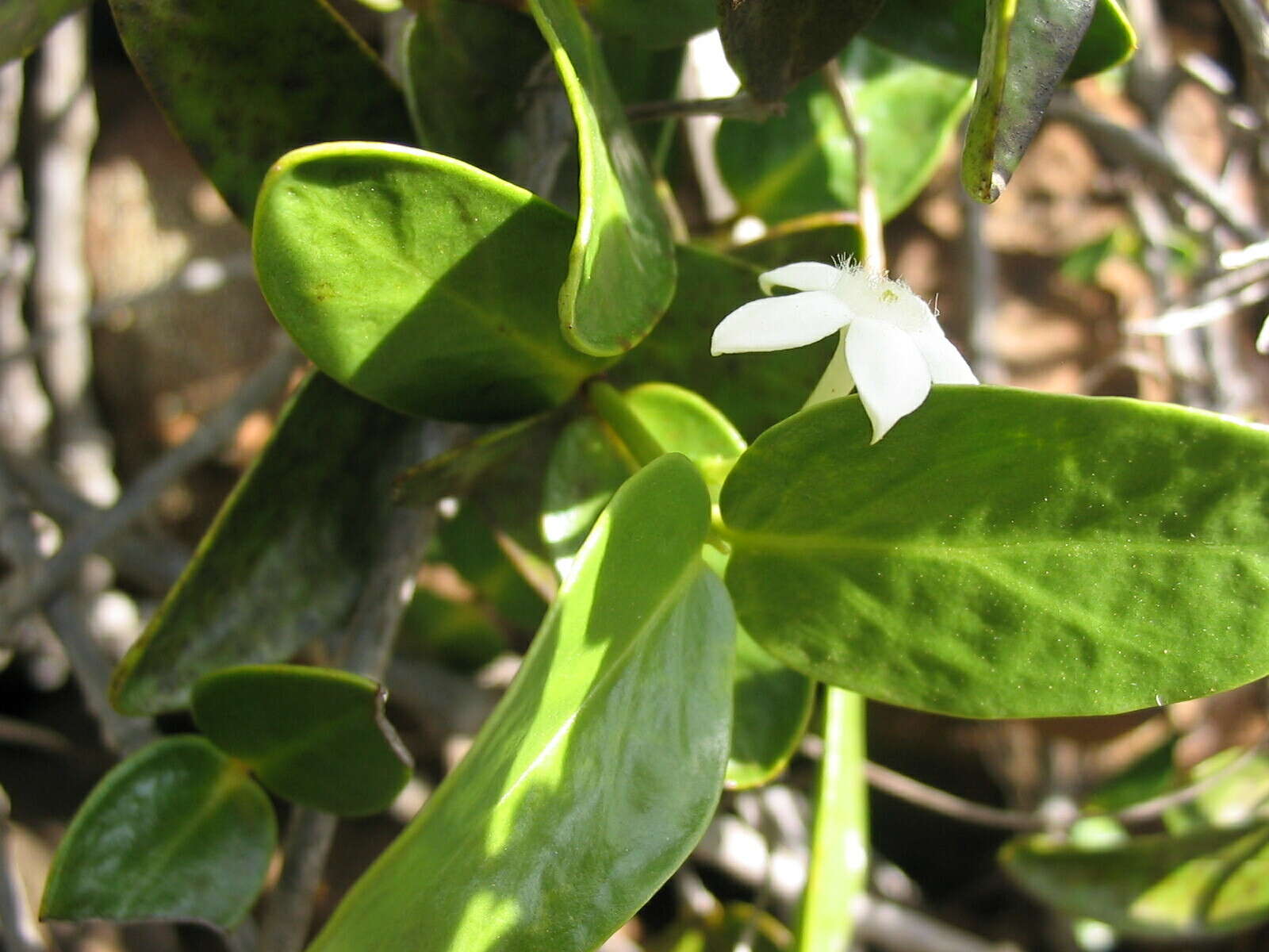 Image of Cyclophyllum letocartiorum Mouly