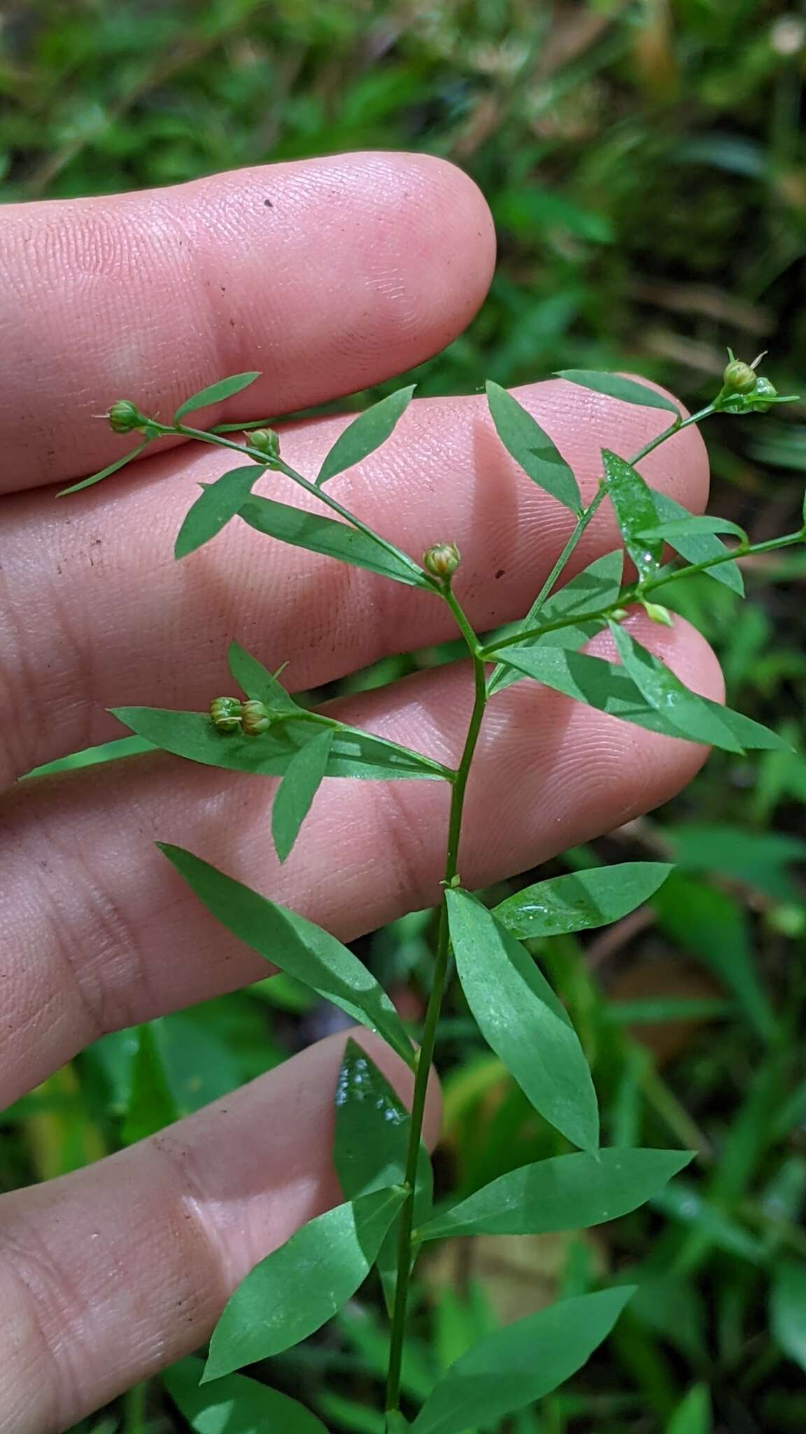 صورة Linum virginianum L.