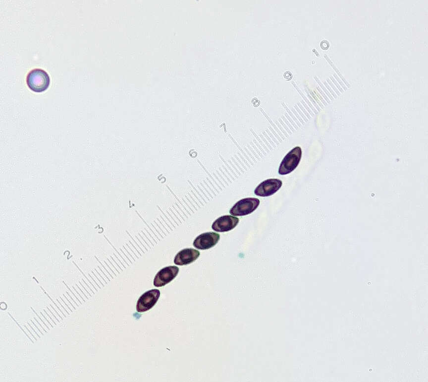 Image of Poronia pileiformis (Berk.) Fr. 1851