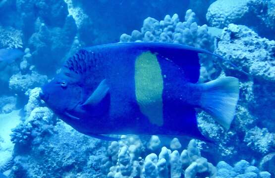 Image of Halfmoon Angelfish