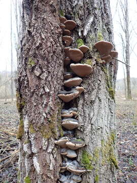 Image of Phellinus populicola Niemelä 1975