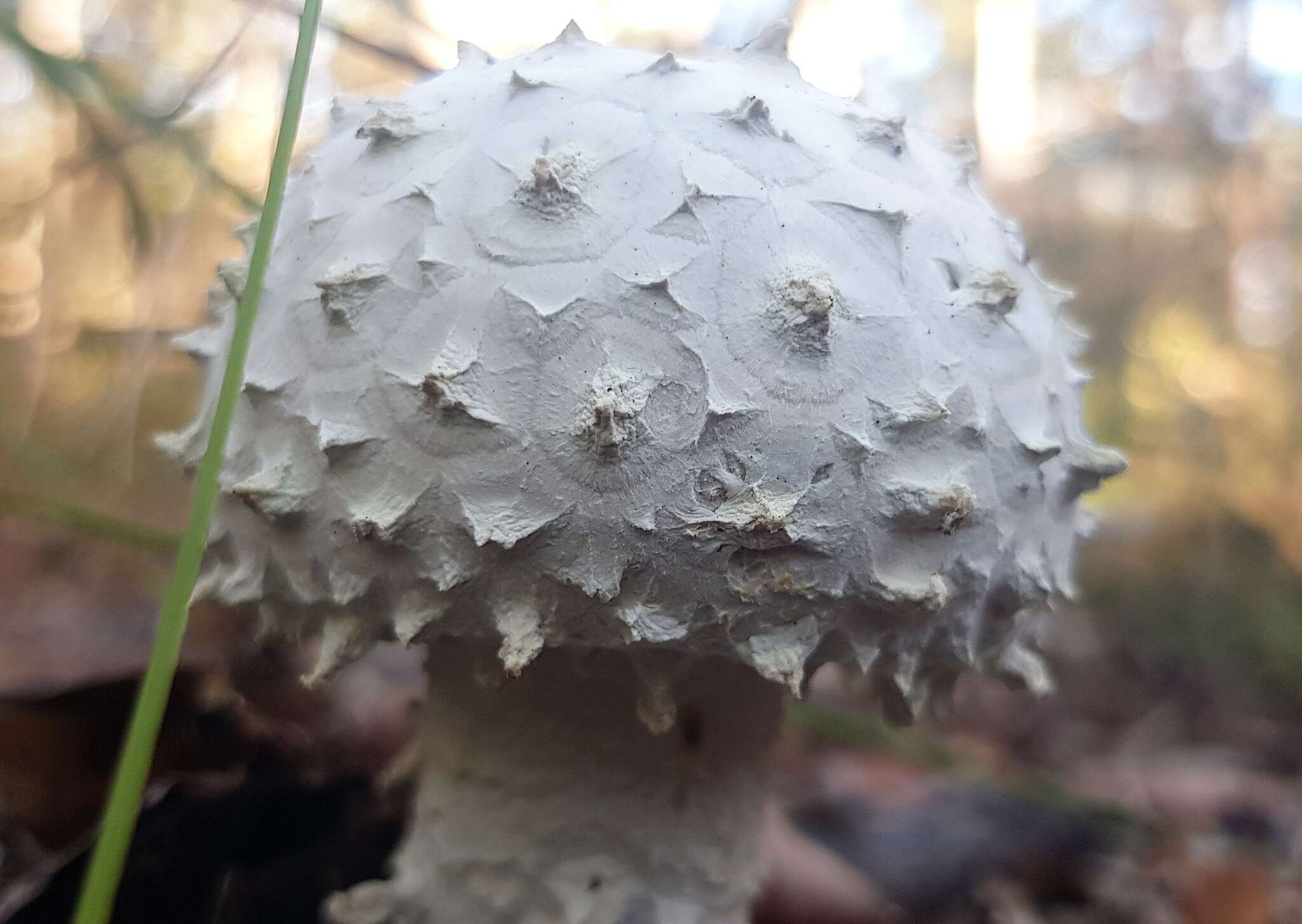 Image of Amanita pyramidifera D. A. Reid 1978