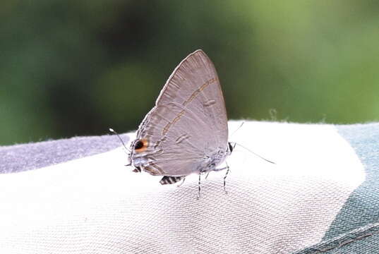 Image of Hypolycaena erylus himavantus Fruhstorfer 1912