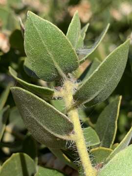 Image of whitehair manzanita