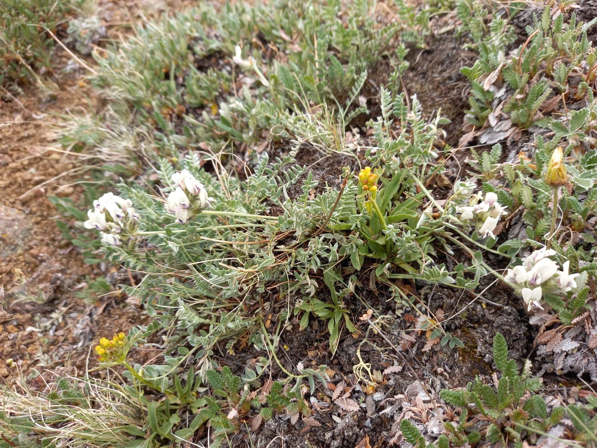 Image de Oxytropis evenorum Jurtzev & A. P. Khokhr.