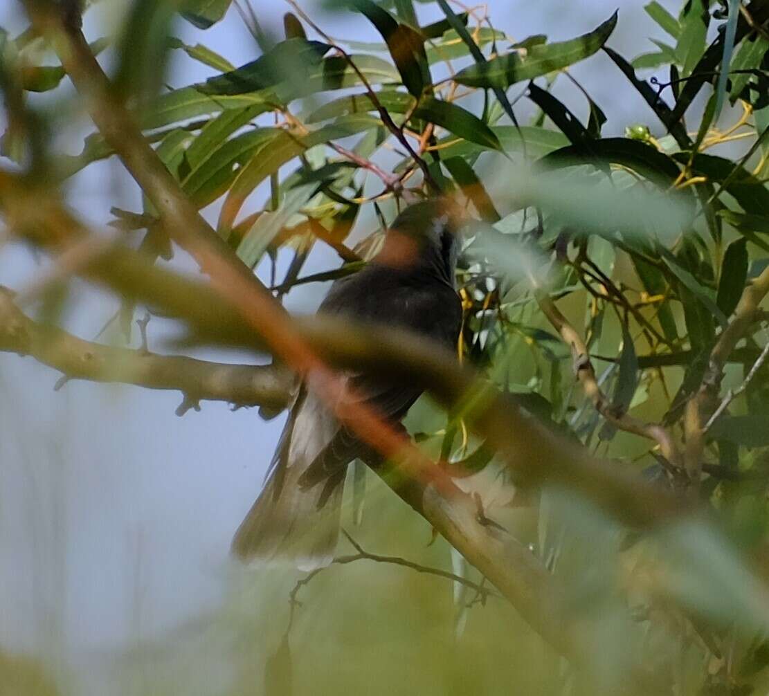 Image of Black-eared Cuckoo