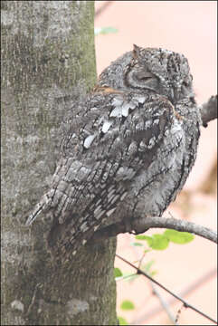 Image of African Scops Owl