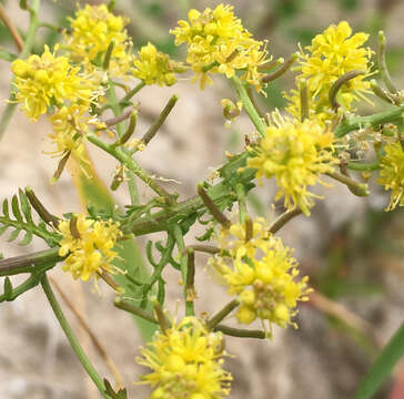 Image of curvepod yellowcress