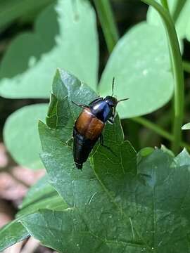 Image of Tachinus (Tachinus) fimbriatus Gravenhorst 1802