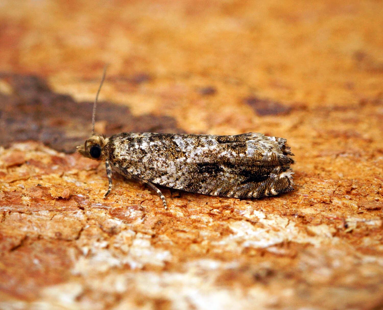 Image of Epinotia signatana Douglas 1845