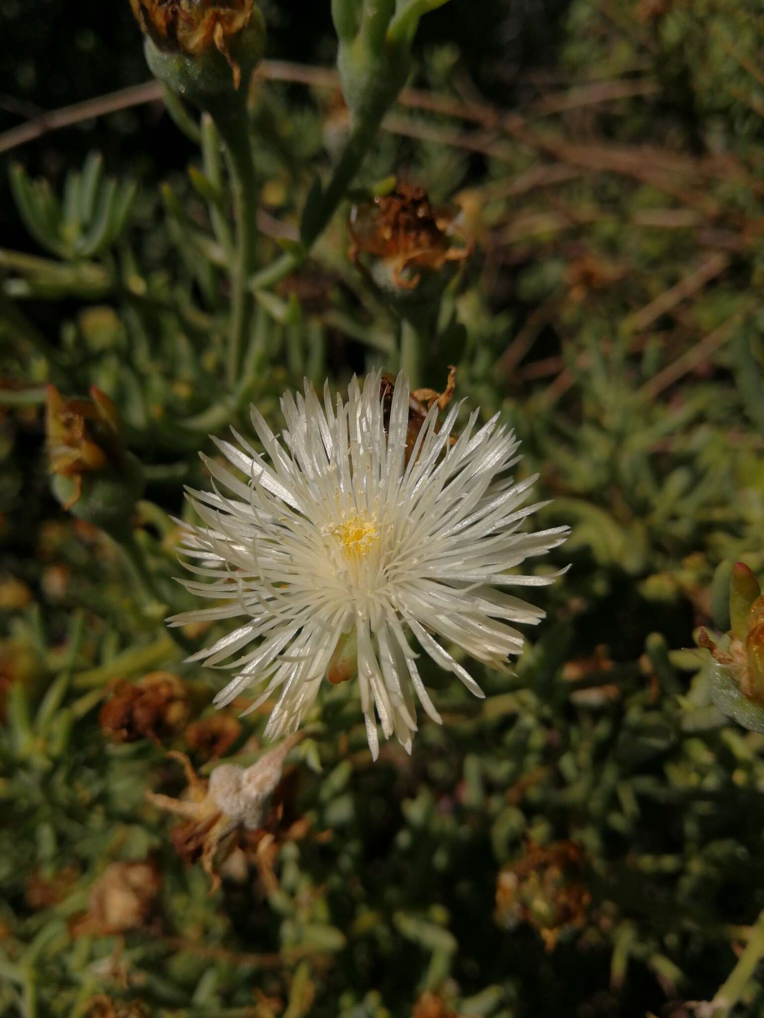 Image of Mesembryanthemum splendens L.